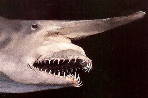 college odd sharks|20 of the weirdest sharks .